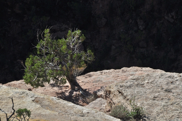 Utah Juniper tree